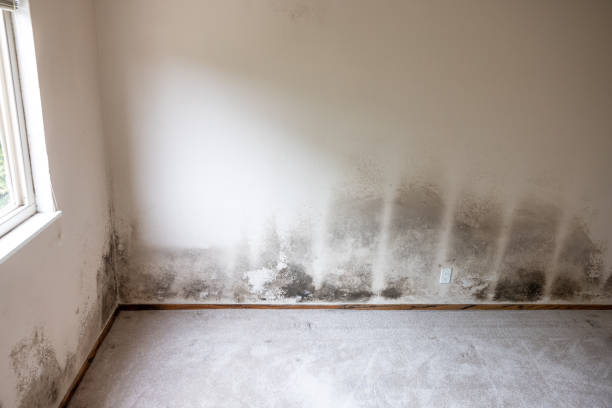 Best Industrial Mold Remediation  in USA